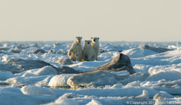 Polar bears on ice, Wrangel Island