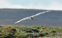 Snowy Owl, Wrangel Island