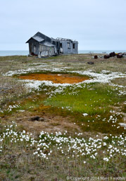 Doubtful, Wrangel Island