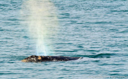 Gray Whale spout, Uelen, Siberia