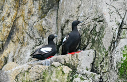 Pigeon Guillemots, Preobrazheniya Bay