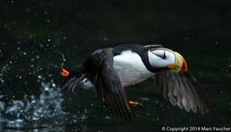 Horned Puffin takeoff