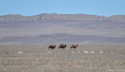 Saiga Antelope and Bactrian Camels