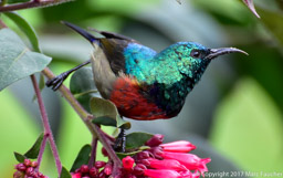 Red-chested Sunbird