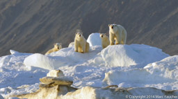 Four polar bears on ice, Wrangel Island