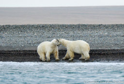 Polar bear pair at Dream Head beach, Wrangel Island
