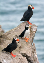 Tufted and Horned Puffins on Kolyuchin Island