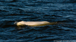Beluga whale in Anadyr Bay