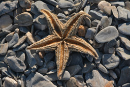 Starfish on Teller Spit, Alaska