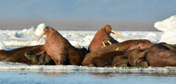 Walrus on ice past Cape Blossom, Wrangel Island