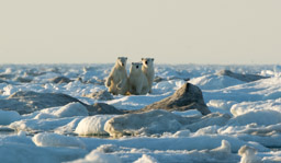 Polar bears on ice, Wrangel Island