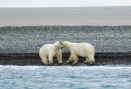 Polar bear pair at Dream Head beach, Wrangel Island