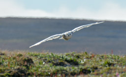 Snowy Owl, Wrangel Island
