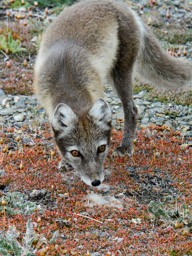 Arctic Fox, Doubtful, Wrangel Island