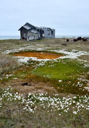 Doubtful, Wrangel Island