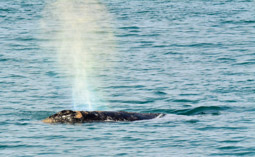 Gray Whale spout, Uelen, Siberia