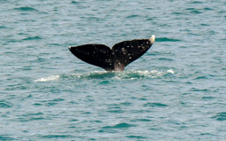 Gray Whale tail, Uelen, Siberia