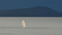 Gray Whales near Uelen, Siberia