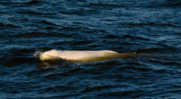 Beluga whale in Anadyr Bay