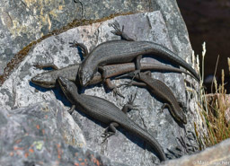 South-western Crevice-skink