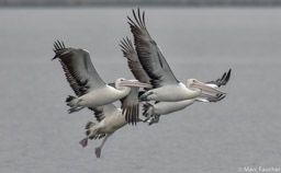 Australian Pelicans