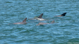 Indo-Pacific Bottlenose Dolphin Pod