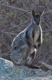Black-flanked Rock Wallaby