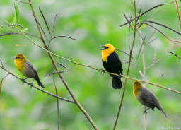 Yellow-hooded Blackbirds
