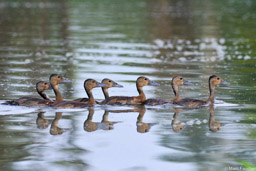 White-bellied Whistling Ducklings
