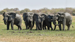 Bull Elephant Herd