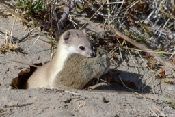 Altai Weasel and Prey