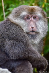 Tibetan Macaque