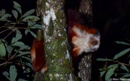 Red-and-white Giant Squirrel