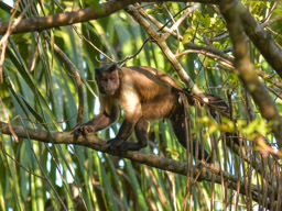 Black-capped (Tufted) Capuchin