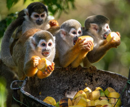 Ecuadorian Squirrel Monkeys