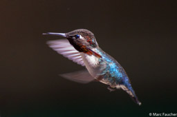 Bee Hummingbird, Male