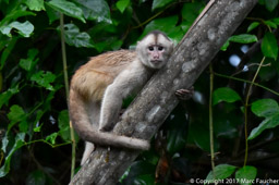 Humboldt's White-fronted Capuchin Monkey