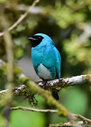Swallowtail Tanager (M)