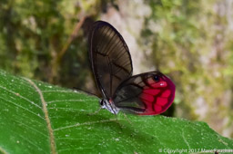 Clear-winged Butterfly (Cithaerias)