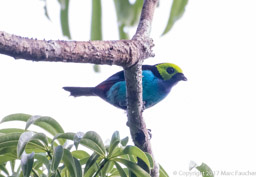 Paradise Tanager (M)