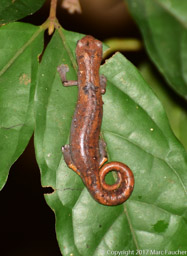 Peruvian Climbing Salamander