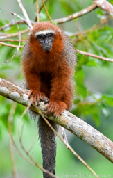 Red Titi Monkey
