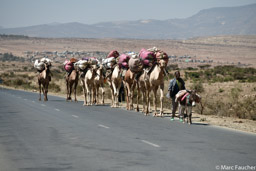 Camel Salt Caravan