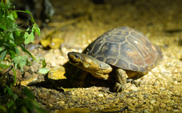 Ivory Coast Mud Turtle