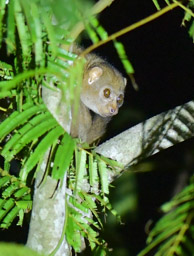 West African Potto