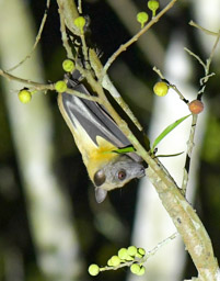 Straw-coloured Fruit Bat