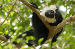 White-thighed Colobus