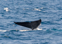 Tail Fluke of a Blue Whale
