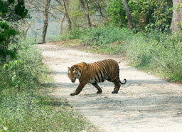 Tiger at Kaziranga