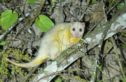Northern Common Cuscus